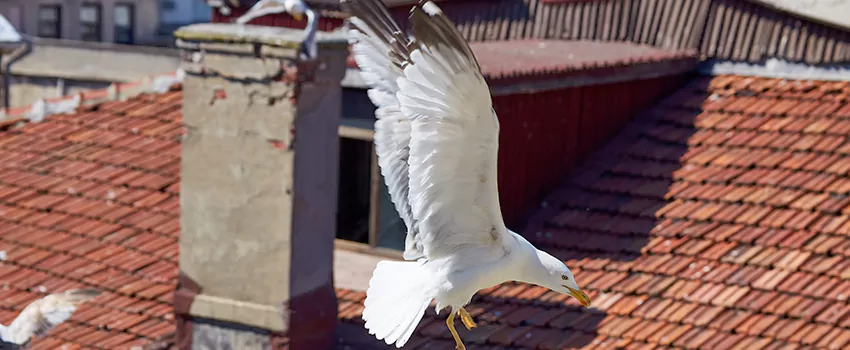 Residential Chimney Animal Removal Solution in Jeffersonville, IN
